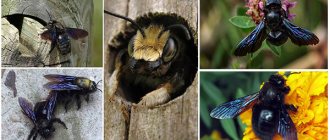 bee carpenter
