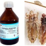 Hydrogen peroxide for lice and nits