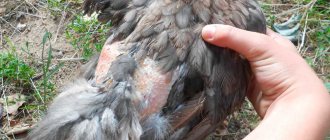 Feeding in chickens