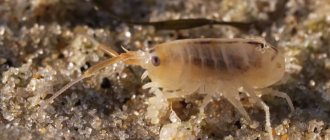 sand flea