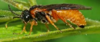Sawfly