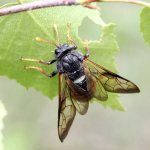 Пилильщик березовый