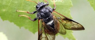 Birch sawfly