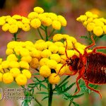 пижма от клопов