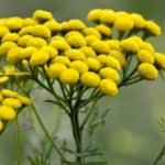 Tansy