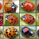 By the dots on the back of a ladybug you can understand what species the bug belongs to