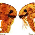 Why don&#39;t fleas bite all people?