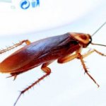 Why do cockroaches appear in an apartment: reasons for their appearance, how to get rid of them