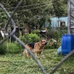 Symptoms of subcutaneous mites in dogs