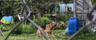 Подкожные клещи у собак симптомы