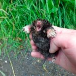 Поговорим о популярных средствах, применяемых сегодня для защиты дачных участков от кротов...