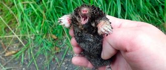 Let's talk about popular means used today to protect summer cottages from moles...