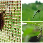 Полет комара