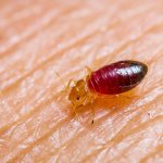 Попробуем разобраться, чем вообще питаются постельные клопы и как долго они могут прожить без крови человека...