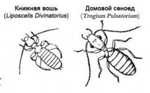Домашнее насекомое похожее на таракана