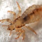 Постельные клещи