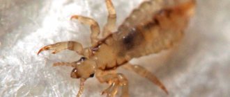 Bed mites