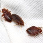 Bed bugs, for which you can prepare a lot of different traps