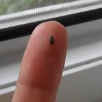 Появились маленькие коричневые жучки? 5 лучших способов борьбы