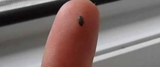 Появились маленькие коричневые жучки? 5 лучших способов борьбы