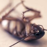 Disinsection will help prevent the proliferation of cockroaches.