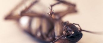 Disinsection will help prevent the proliferation of cockroaches.