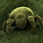 При какой температуре гибнет пылевой клещ