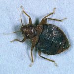 При какой температуре погибают клопы и их яйца, личинки 10