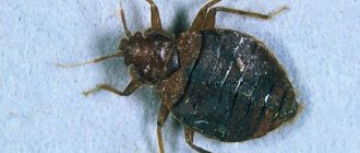 At what temperature do bedbugs and their eggs and larvae die?