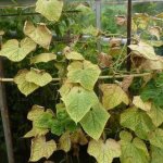 At the first sign of aphids, you immediately need to start a war against them