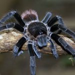 При содержание некоторых видом пауков, необходимо соблюдать меры предосторожности, а иначе это грозит здоровью