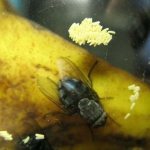 Reasons for the appearance of large flies in the house