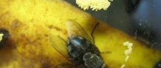 Reasons for the appearance of large flies in the house