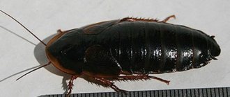 Reasons for the appearance of black cockroaches in an apartment and methods of dealing with them