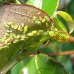 Причины появления тли