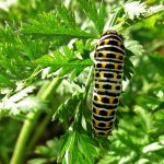 Causes of pests on carrots