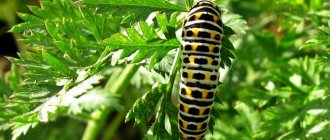 Causes of pests on carrots