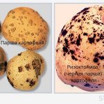 Примеры распространенных болезней картофеля
