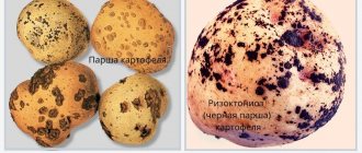 Примеры распространенных болезней картофеля