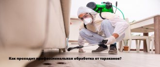 Professional treatment for cockroaches