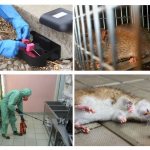 Prevention of rodents in the apartment and house