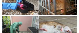 Профилактика появления грызунов в квартире и доме