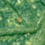 прозрачный мягкотелый клещ-фото