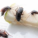 Различные толкования к чему снятся тараканы