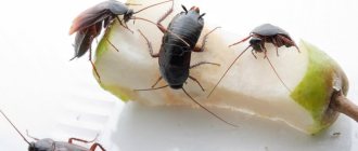 Various interpretations of what cockroaches dream about