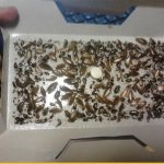 Разновидности ловушек для тараканов, насколько они эффективны на практике