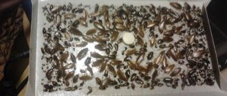 Types of cockroach traps, how effective they are in practice