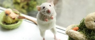 Pet rat 2