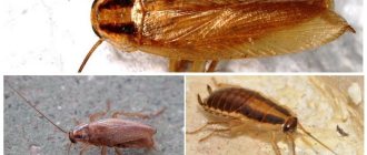 Red cockroach