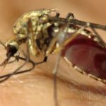 Female mosquito close up